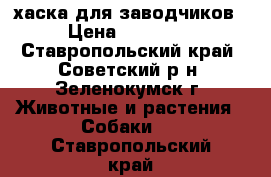хаска для заводчиков › Цена ­ 45 000 - Ставропольский край, Советский р-н, Зеленокумск г. Животные и растения » Собаки   . Ставропольский край